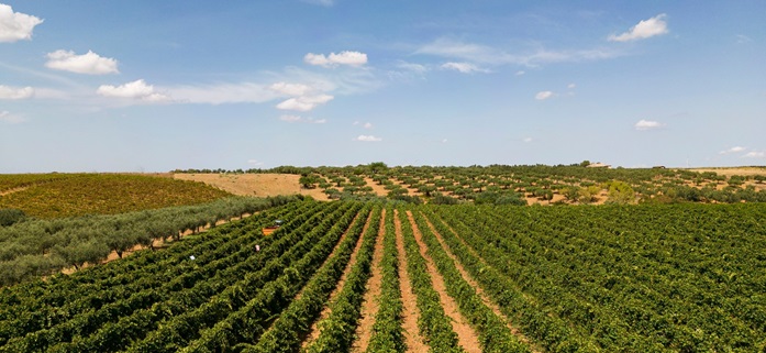 Cantine Settesoli winnice